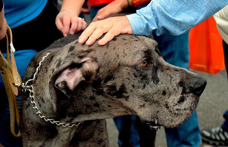 perro recibiendo mimos