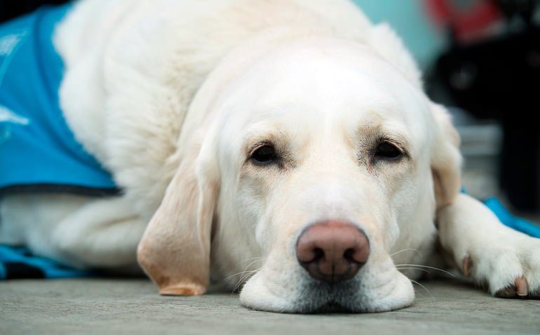 perro tras sufrir un shock