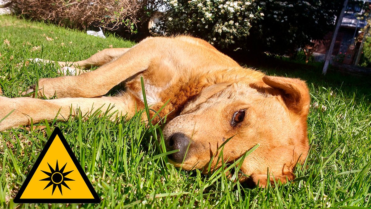 perro tumbado bajo un sol excesivamente fuerte