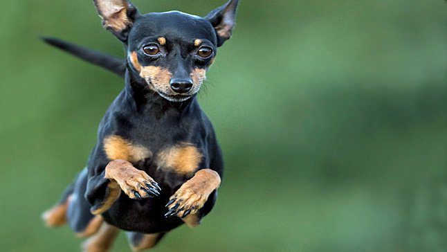 pinscher corriendo