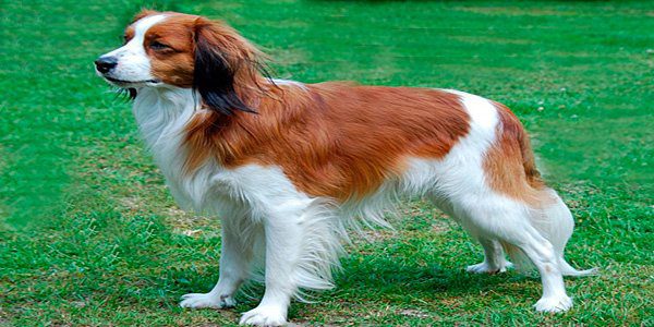 setter irlandés blanco y rojo en el campo
