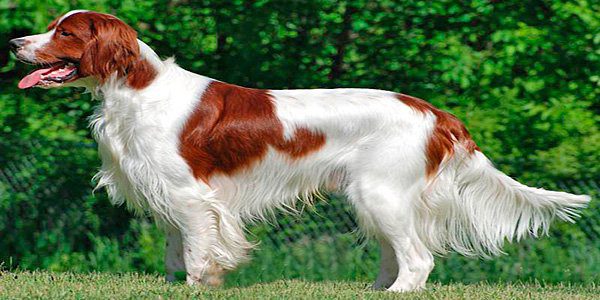 setter irlandés blanco y rojo