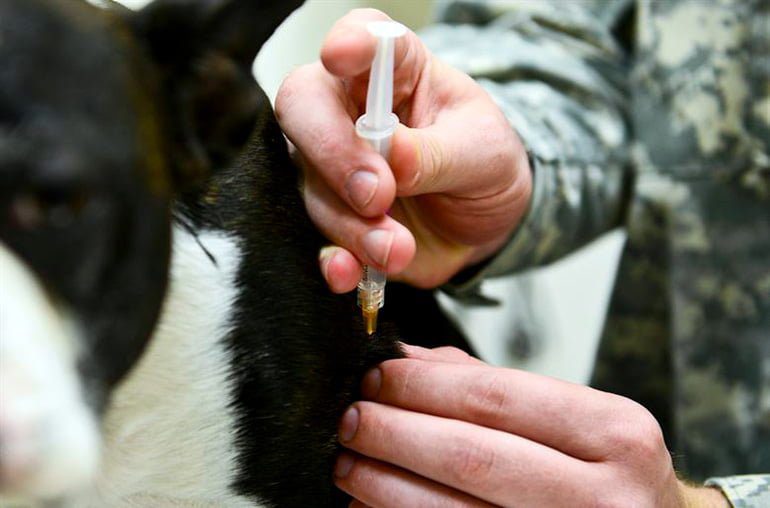 vacunando a un perro