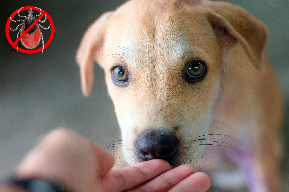 Cachorro tomando un remedio casero
