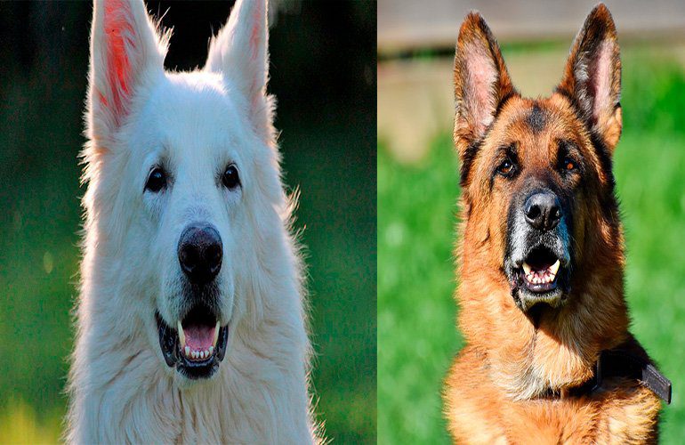 Pastor alemán junto a pastor suizo