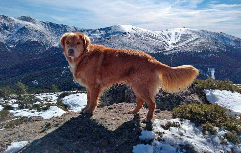 Retriever de nueva escocia paseando por la montaña