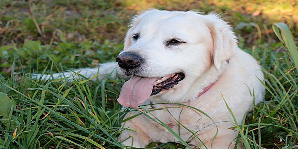 Perro con la lengua y las encías blanquecinas
