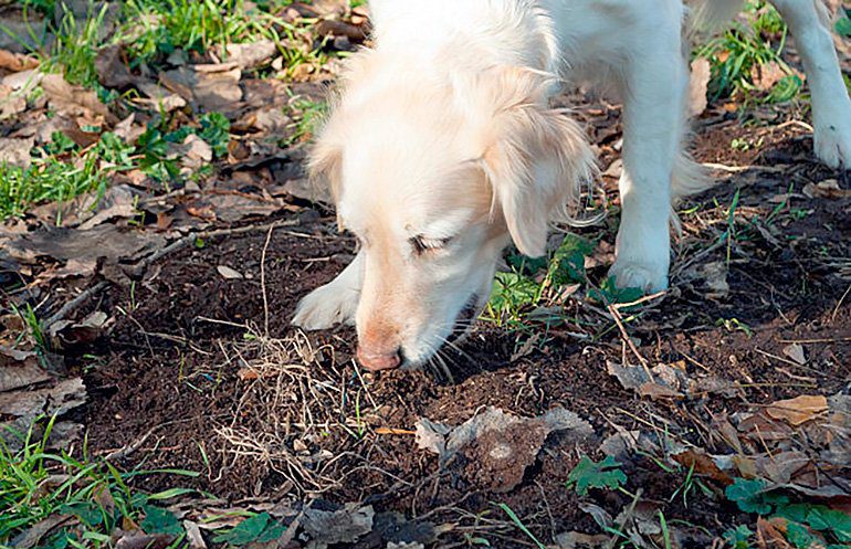 perro comiendo tierra