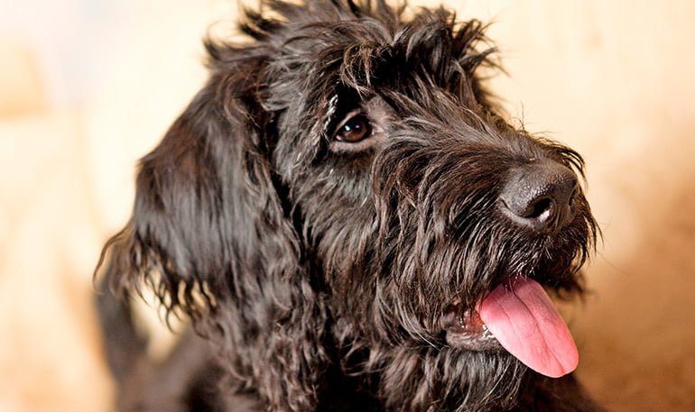 perro con movimiento de hocico