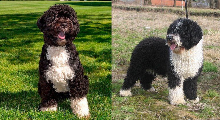 perro de agua español y portugues