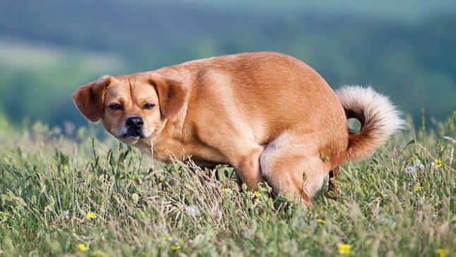 perro haciendo caca1p