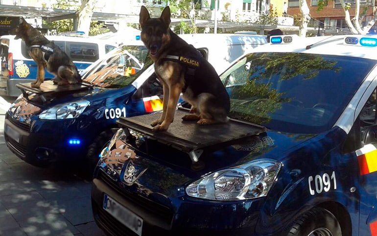 perros policía sobre el coche policial