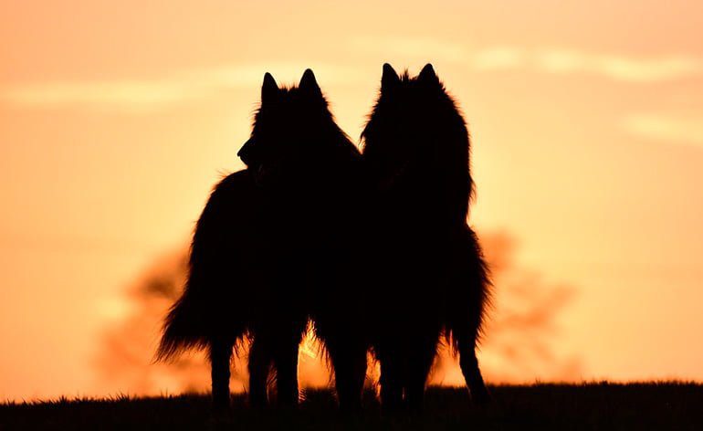 razas de perro extinguidas