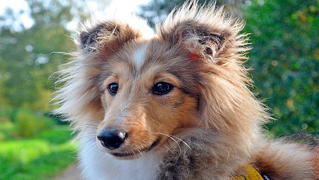 Pastor de las Shetland