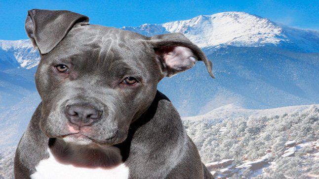 Pitbull blue