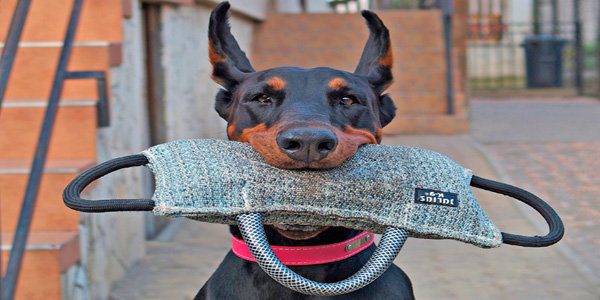 perro dóberman durante ejercicio de entrenamiento