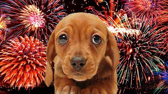 perro y fuegos artificiales