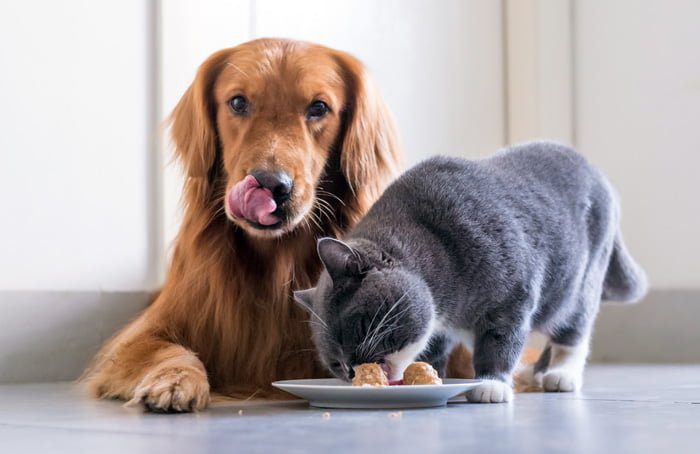 perro y gato comiendo