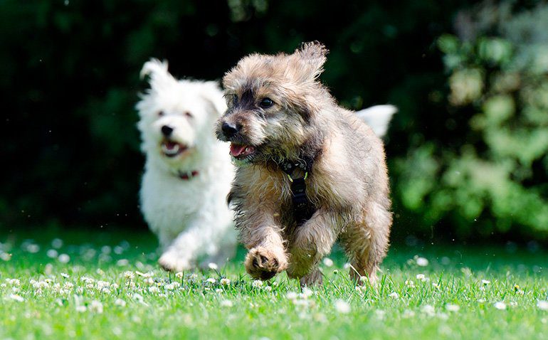 perros corriendo sobre la hierba