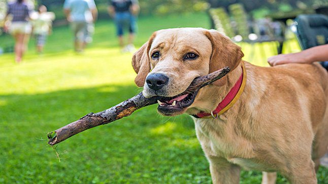 retriever jugando con un palo