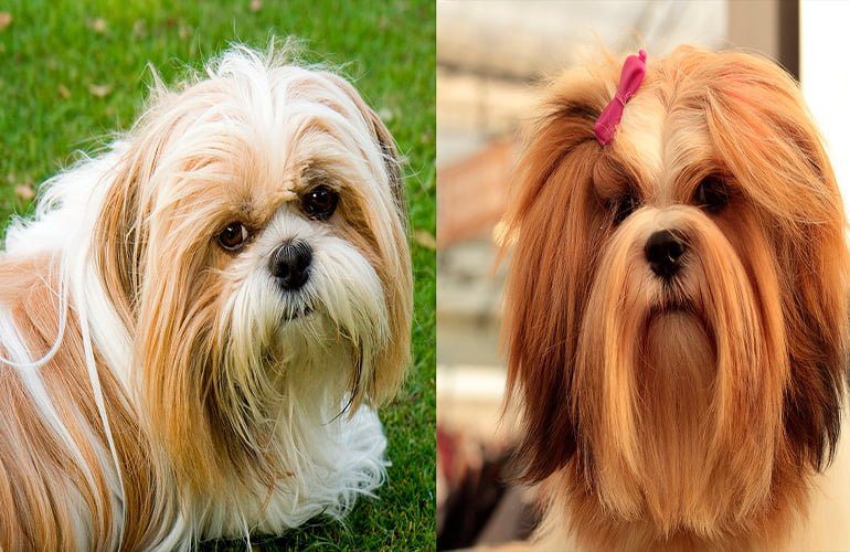 diferencias entre razas