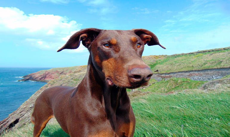 doberman3