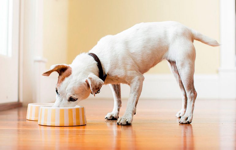 perrito comiendo