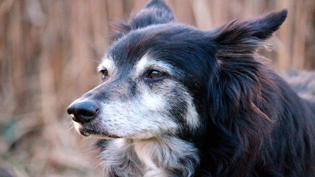 perro anciano