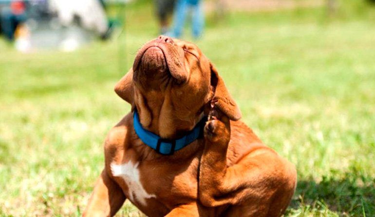 perro rascandose la oreja por picor