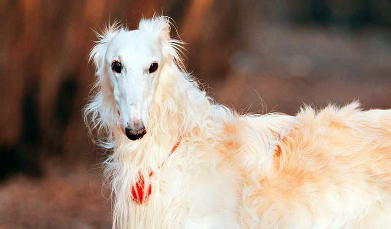 perro galgo ruso