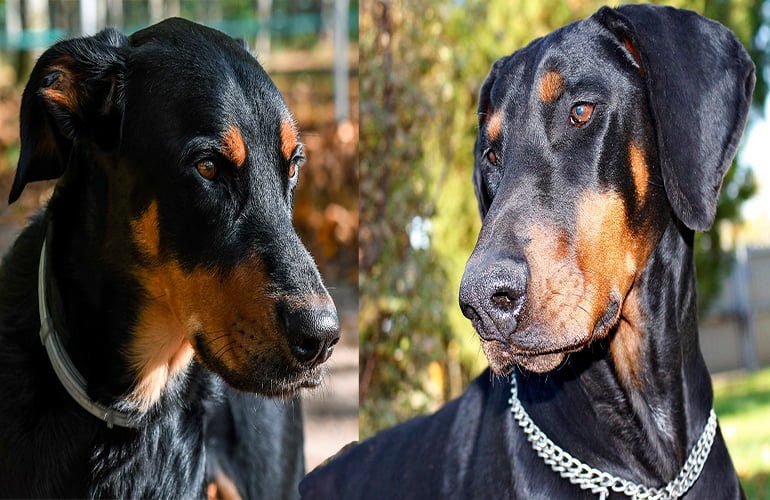 beauceron vs dóberman