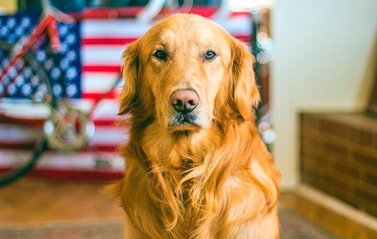 golden retriever prestando atención