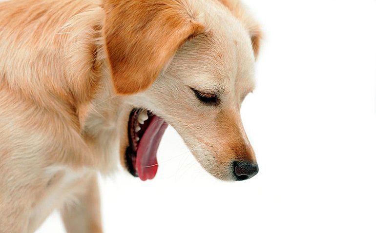 perro con arcada por reflujo