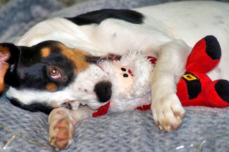 perro mordisqueando un peluche