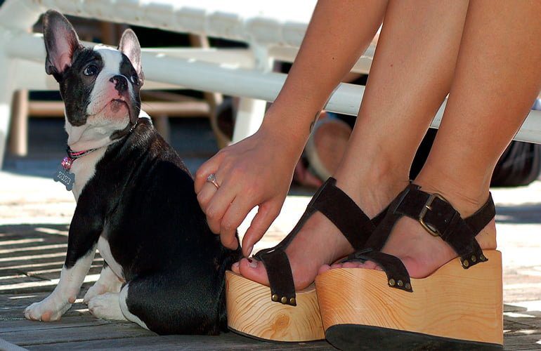 perro sentado junto a los pies de su humana
