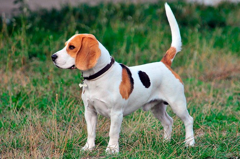 Beagle Harrier