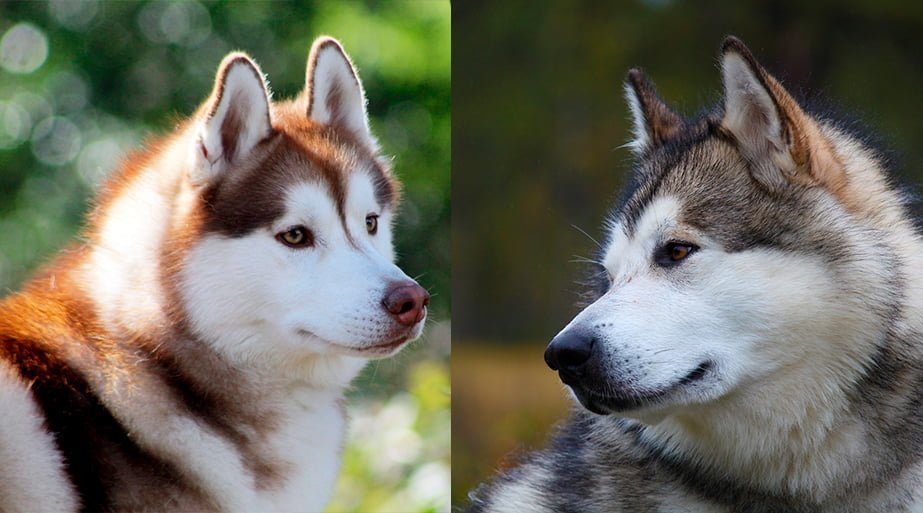 alaskan vs husky