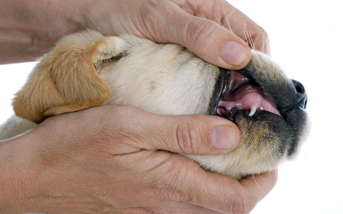 cachorro mostrando sus dientes de leche