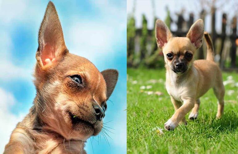 chihuahua cabeza de manzana vs ciervo