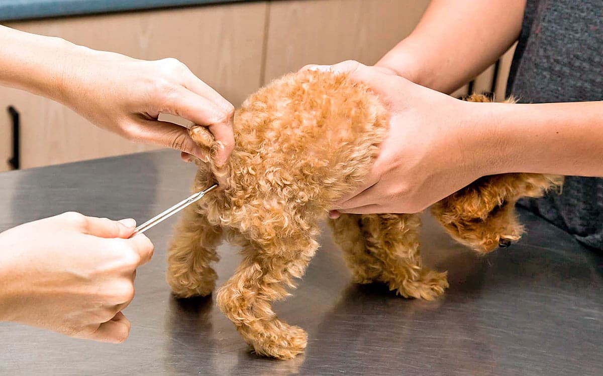 comprobando la fiebre de un perro via rectal