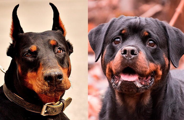 dóberman vs rottweiler