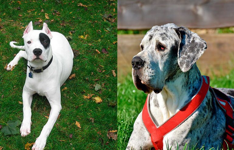 dogo argentino vs gran danés