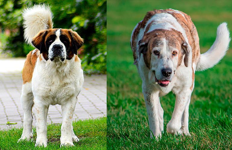 mastin vs san bernardo