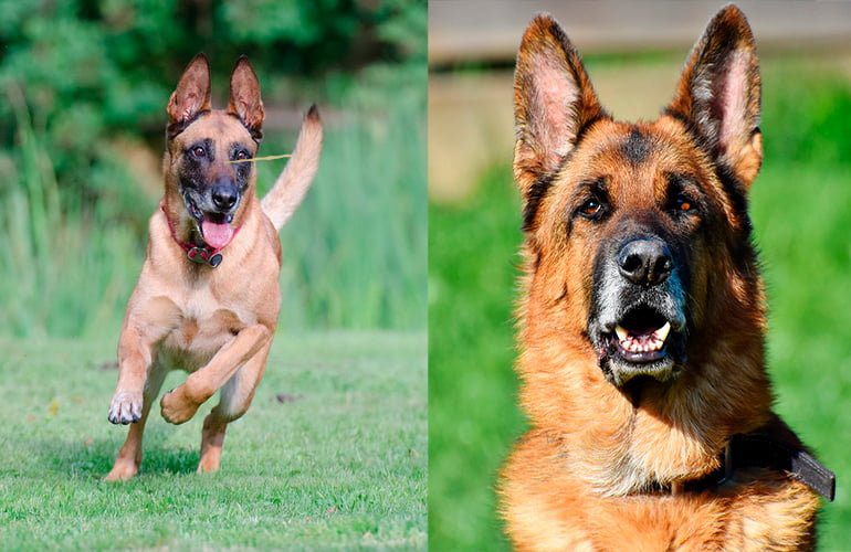 pastor alemán vs belga