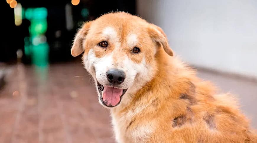 perro con calvas por padecer tina