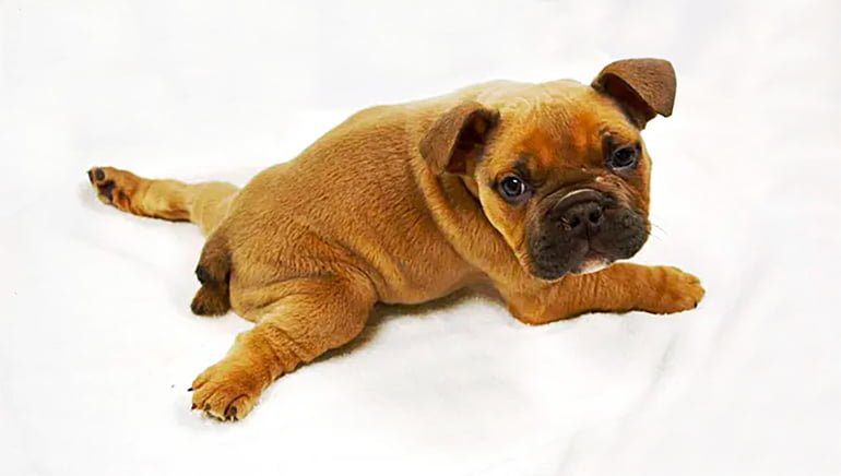 perro con el síndrome del cachorro nadador