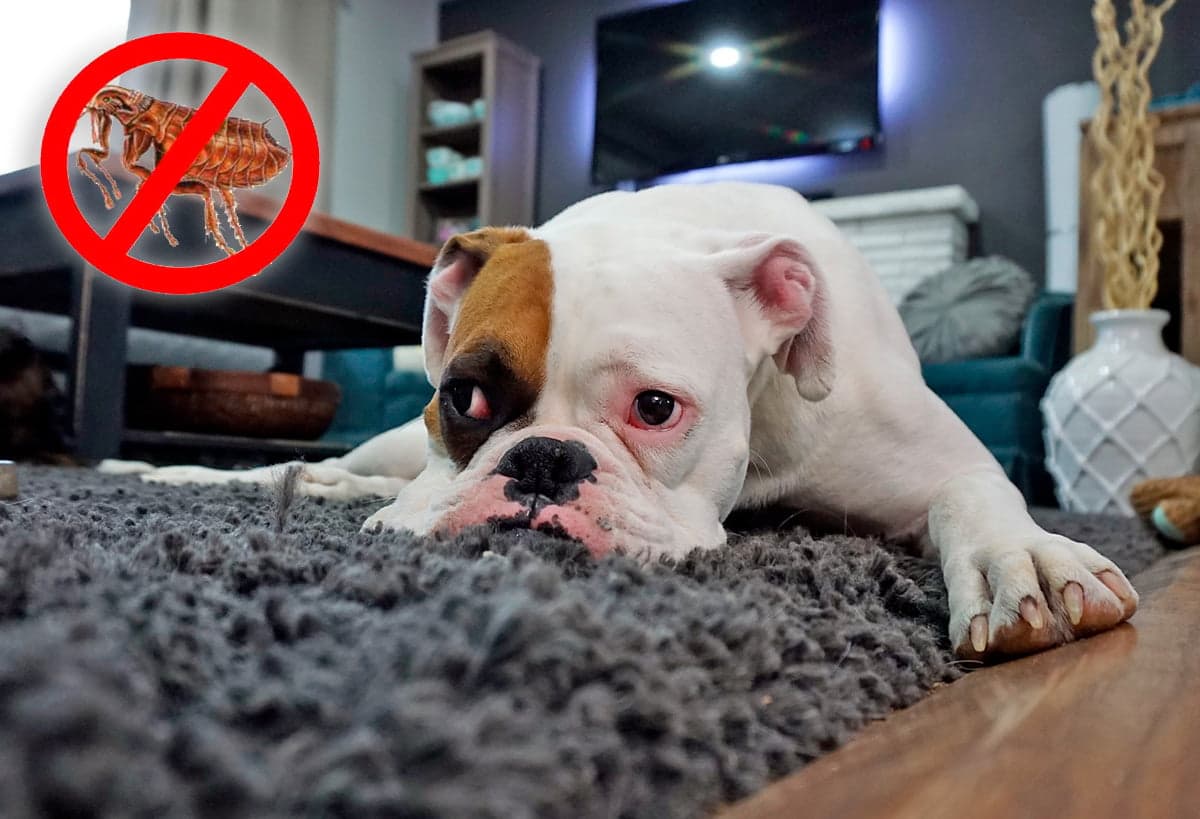 perro con pulgas sobre una alfombra