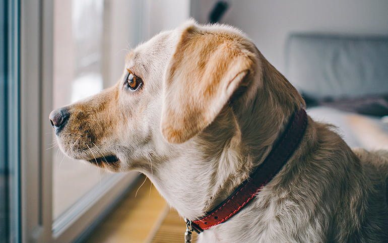 perro confinado en casa
