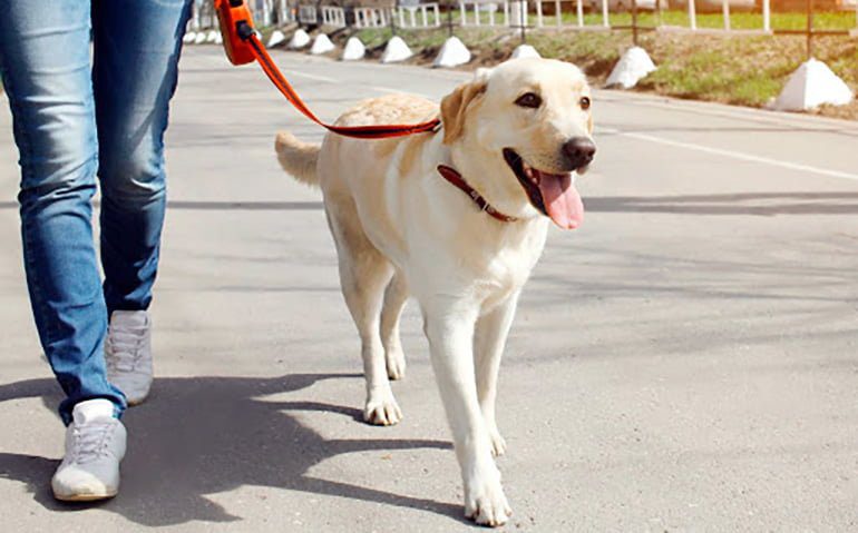 perro-dando-un-paseo