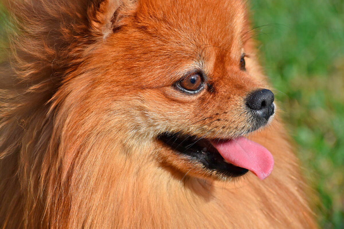 perro de raza pomerania